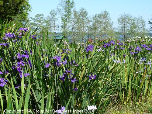 Iris view (3)three 